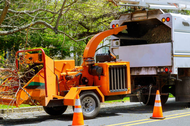 Best Dead Tree Removal  in Haverford College, PA